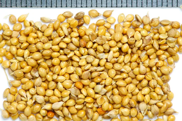 Dry Seeds Setaria Viridis Plant — Stock Photo, Image