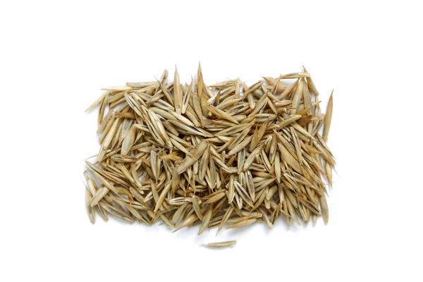 Trockene Samen Der Pflanze Festuca Rubra — Stockfoto
