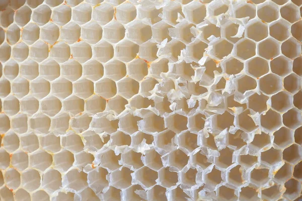 Üres Méhsejt Textúrája Fából Készült Keretben — Stock Fotó