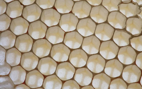 Üres Méhsejt Textúrája Fából Készült Keretben — Stock Fotó