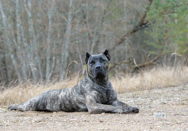 Jeune adulte mâle dogo canario pose à l'extérieur . — Photo