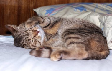 Kahverengi kırmızı bir kedi yatakta tatlı tatlı uyur ve pençelerle kaplıdır