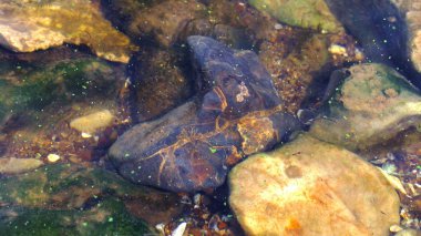 Nehrin dibindeki taşlar, yosunlarla kaplı su.