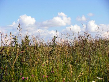Açık güneşli havalarda hafif kümülüs bulutları olan mavi gökyüzüne yakın bir tarlada çimenlerin yaz manzarası
