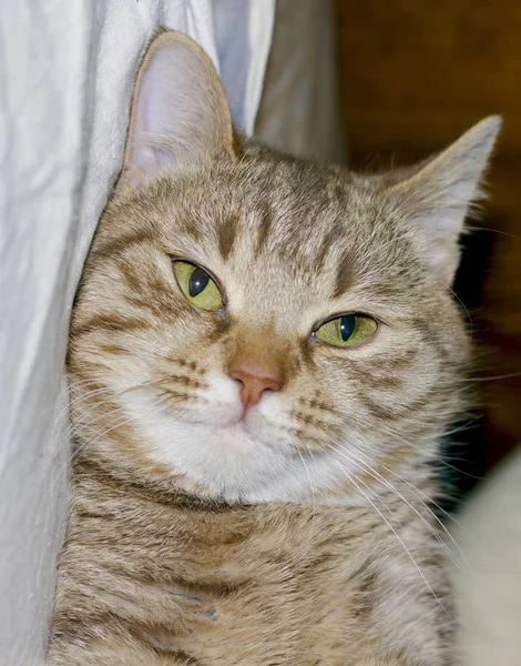 Портрет Красной Кошки Зелеными Глазами Отслоенным Выражением Морды — стоковое фото