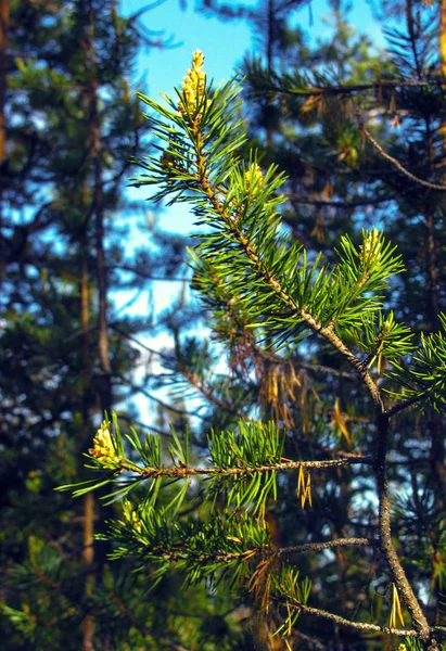 薄日の下にコーンのある松の枝 — ストック写真
