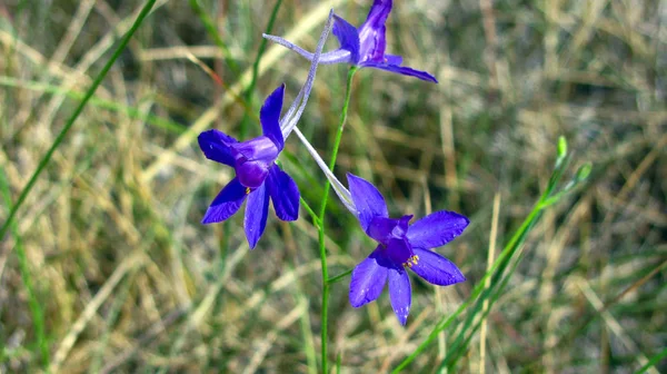 Delphinium Consolida Kék Közelkép Nyári Mezőn — Stock Fotó