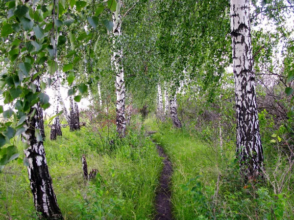 Sázení Bílých Břízy Hladké Řady Kmenů Stromů Létě Birch Grove — Stock fotografie