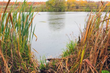 Göl kıyısı sazlık yağmuruyla kaplanmış.