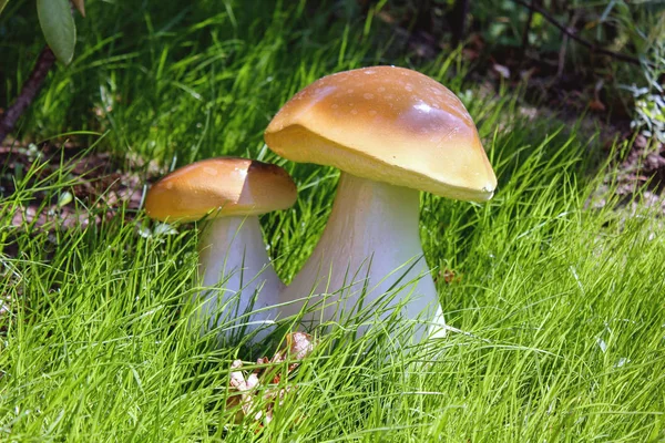 decorative garden figure of two porcini mushrooms with brown hats on a green lawn closeup