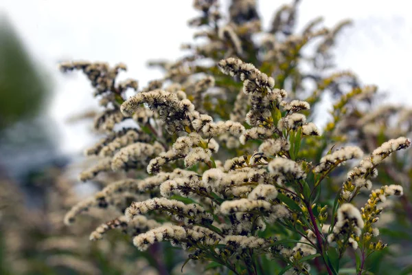 Asta Oro Fiorita Con Semi Densi — Foto Stock