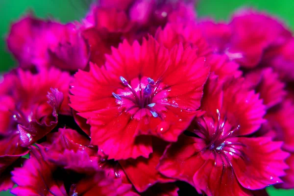 Flores Claveles Pavo Cerca — Foto de Stock