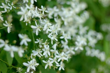 beyaz, sığ klematis çiçekleri yakın plan