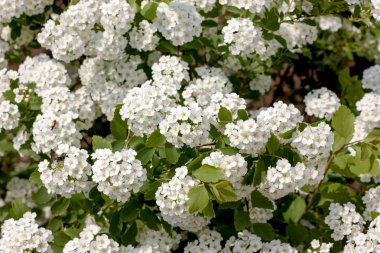 Çiçek açan beyaz spirea meadowsweet yakın plan
