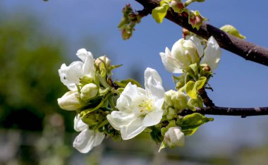 Mavi gökyüzüne ve yeşilliğe karşı bir elma ağacının beyaz-pembe çiçekleri