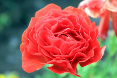 Ranunculus kırmızısı yarı kapalı tomurcuk yapraklarını açar