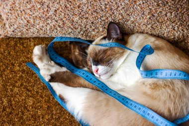 Güzel kedi cinsleri Balili bej taba rengi Siyam kedisi ve santimetre koşum takımı kurdelesi.