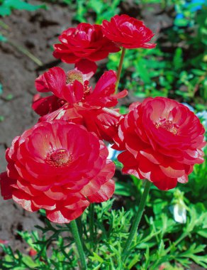 Parlak kırmızı rununculus çiçek tarhında çiçek açar.