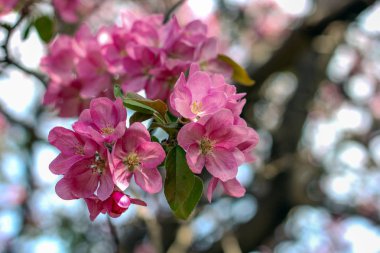 Elma çiçeği parlak pembe çiçekler