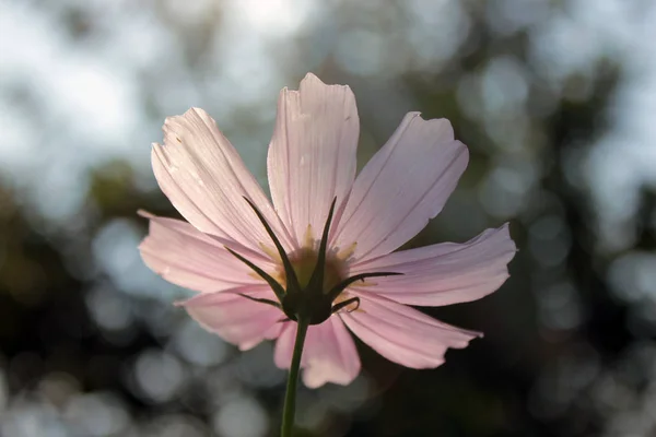 Kosmos Blume Zartrosa Von Unten Nach Oben — Stockfoto