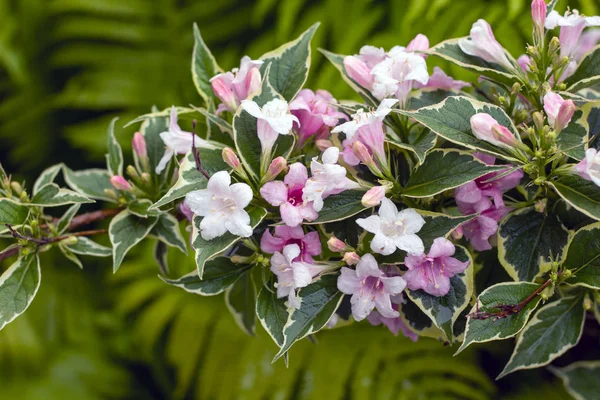 Ramo Floração Weigela Após Chuva — Fotografia de Stock