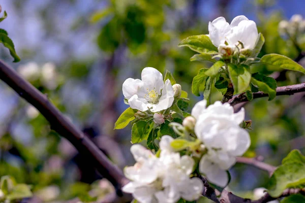 White-pink flowers of an apple-tree against a blue sky and greenery
