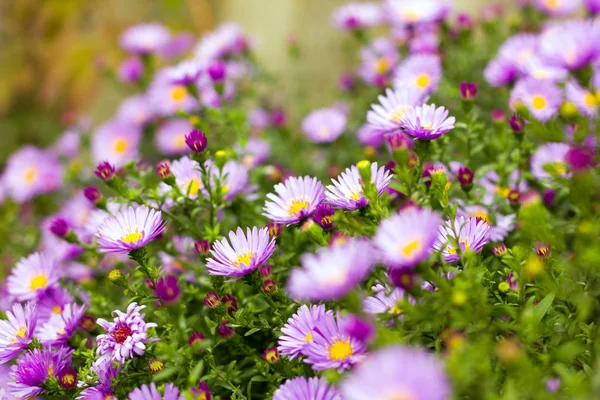 Purpurfarbene Alpen Aster Blüht Blumenbeet Viele Blumen Strecken Sich Die — Stockfoto