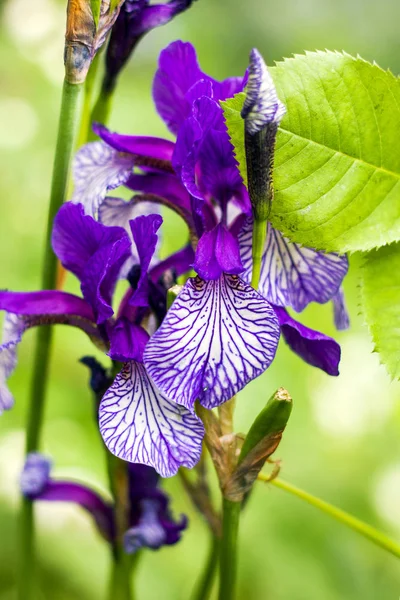 Fleurs Iris Bleu Foncé Blanc Gros Plan — Photo