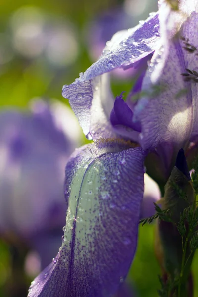 Iris Violet Avec Centre Jaune Soleil Gros Plan — Photo