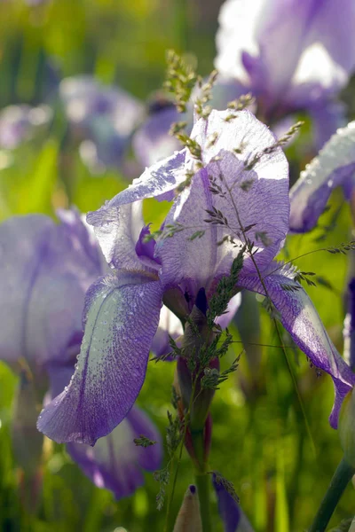 Fleurs Iris Bleu Blanc Close — Photo