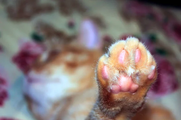 Rote Katzenpfoten Mit Rosa Kissen Nahaufnahme — Stockfoto
