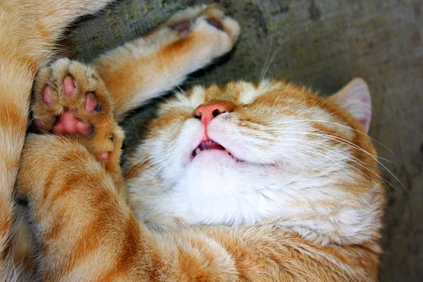 Красная Полосатая Кошка Сладко Спит Открытым Ртом — стоковое фото