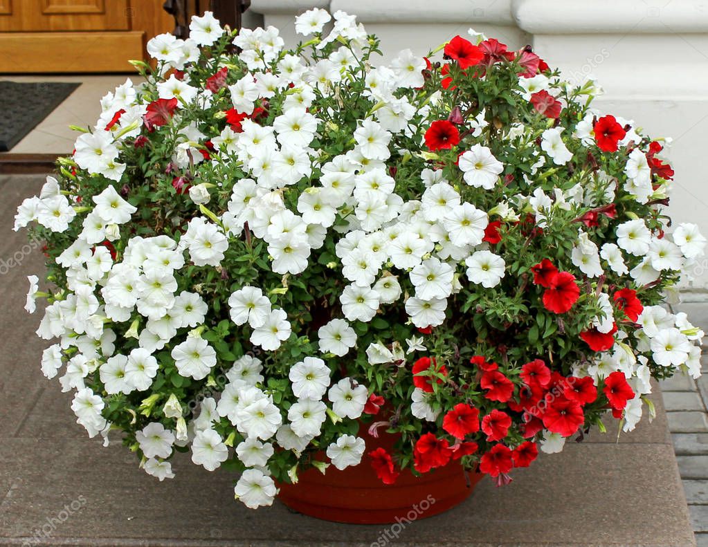 Petunia in a pot multicolored white and red