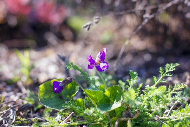 Mor orman menekşesi güneşte açar ilkbaharda