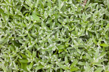 Çiçeksiz civciv yeşili üst görünüm arka plan yakın plan