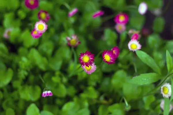 Gänseblümchen Rosa Auf Grünem Gras — Stockfoto