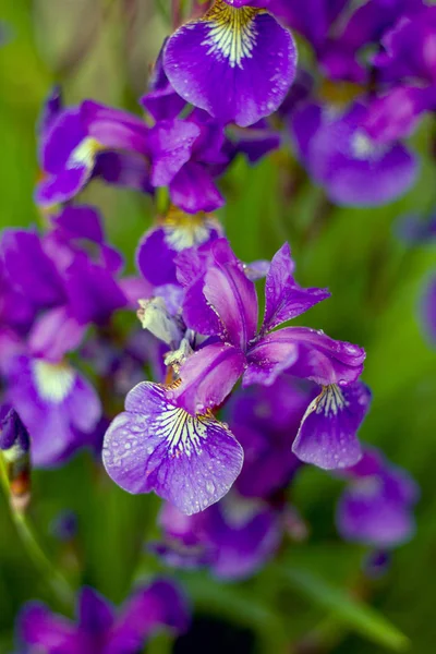 Iris Bleus Après Une Pluie — Photo