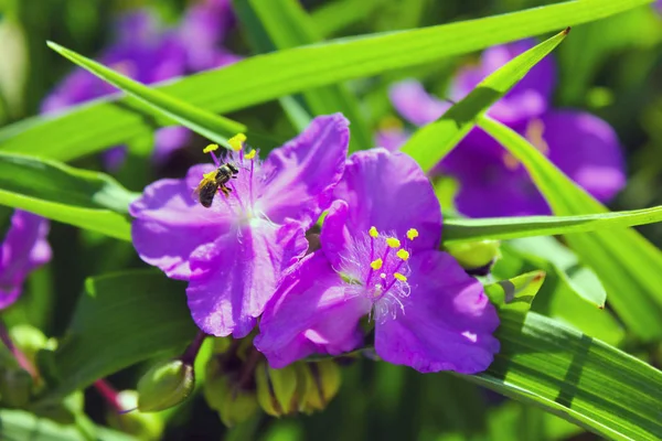 Tradescantie Ouest Tradescantia Virginiana Gros Plan — Photo