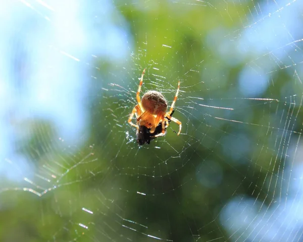 Spinne Netz Mit Seinem Opfer — Stockfoto