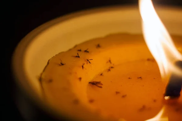 Lighted Mosquito Candle Close Burning Wick Stuck Mosquitoes Wax — Stock Photo, Image
