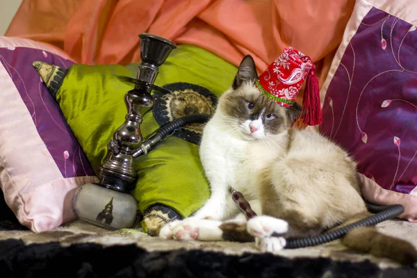 cross eyed cat in a Turkish cap smokes a hookah lying on cushions