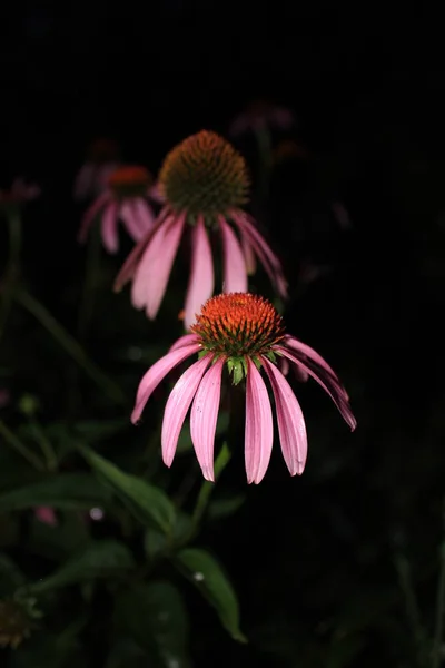 Echinacea Purpurea Kaskade Aus Drei Blüten Auf Schwarzem Hintergrund — Stockfoto