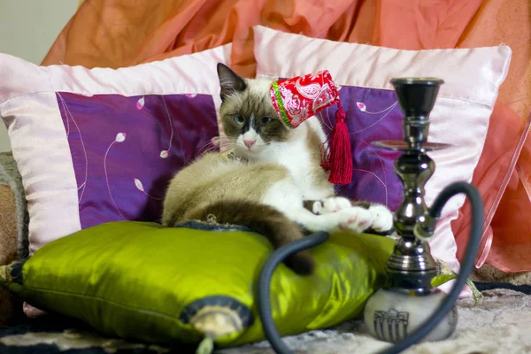 cross eyed cat in a Turkish cap smokes a hookah lying on cushions