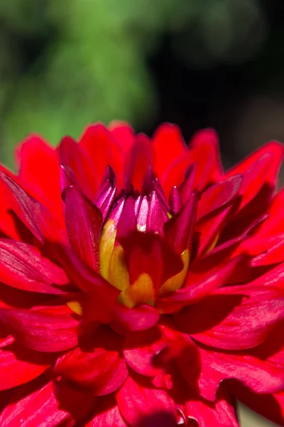 鮮やかな赤とバーガンディ ダリアの花のクローズアップ — ストック写真
