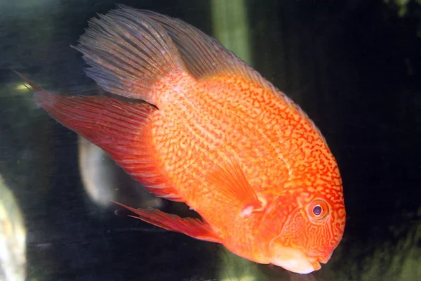 Heros Severus Naranja Pescado Acuario — Foto de Stock