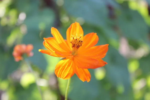 Orangefarbene Blume Kosmeya Auf Grünem Hintergrund — Stockfoto