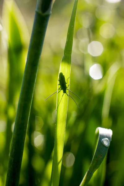 Schnurrbart Käfer Sitzt Auf Einem Grashalm Und Scheint Durch Ein — Stockfoto