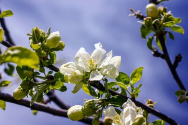 Mavi gökyüzüne ve yeşilliğe karşı bir elma ağacının beyaz-pembe çiçekleri