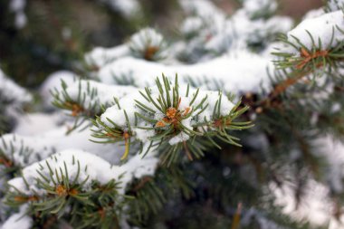 Karda alacalı dal, yakın plan.