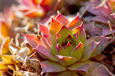 Lezzetli, tavuk ve tavuk, ay yeşili, taş gül